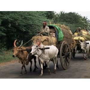  Carts are the Main Means of Transport for Local Residents, Tamil 