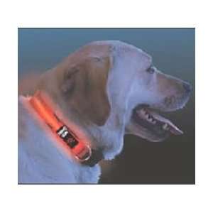   Orange LED Illuminated Dog Collar, Small 10 to 13 inches