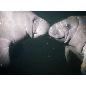 West Indian Manatees (Trichechus Manatus) Photographic 