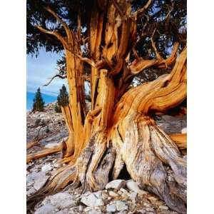  Bristlecone Pine Tree at White Mountain, California, USA 