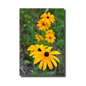  Daisy Trail Giclee Print