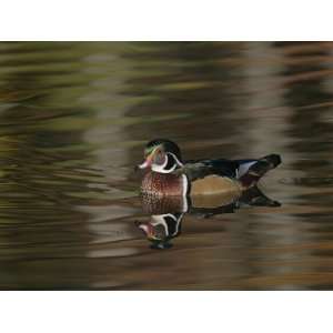 Wood Duck Drake Swimming, Chagrin Reservation, Cleveland, Ohio, USA 